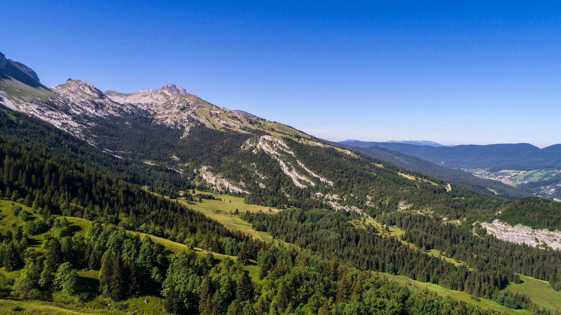 Le sapin Bélier (#48)